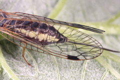 Ornatoraphidia flavilabris