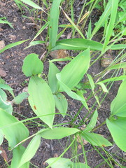 Convallaria keiskei