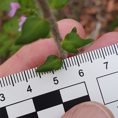 Prostanthera densa