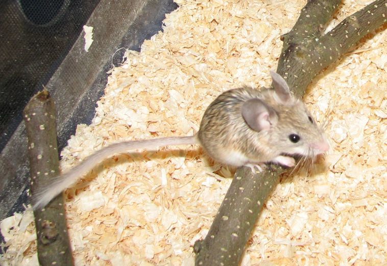 Brush-tailed Mice