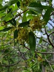 Vitex rehmannii