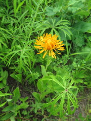 Hypochaeris ciliata