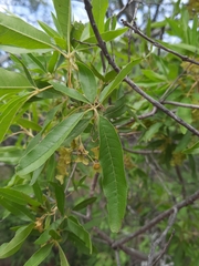 Vitex rehmannii