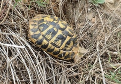 Testudo hermanni hermanni