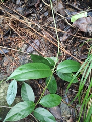 Tetrastigma planicaule