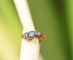 Depressa striatipennis