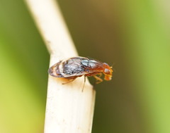Depressa striatipennis
