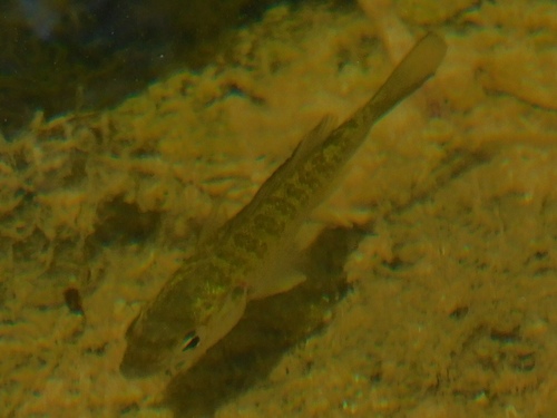 Lepomis microlophus