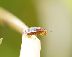Depressa striatipennis