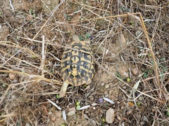 Testudo hermanni hermanni
