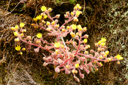 Aichryson villosum