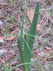 Iris arenaria