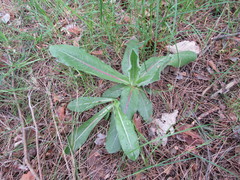 Hypochaeris maculata