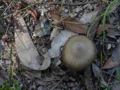 Amanita cheelii