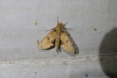 Xylophanes macasensis