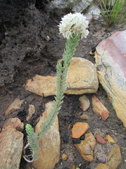 Lachnaea pomposa
