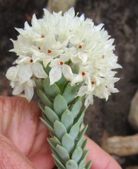 Lachnaea pomposa
