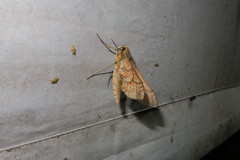 Xylophanes macasensis