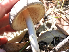 Amanita cheelii