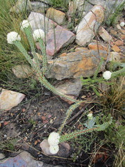 Lachnaea pomposa