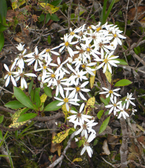 Brachyglottis kirkii