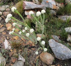 Lachnaea pomposa
