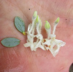 Lachnaea pomposa