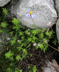 Felicia bellidioides