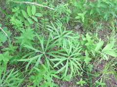 Syneilesis aconitifolia