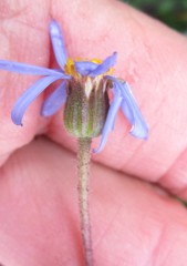 Felicia bellidioides
