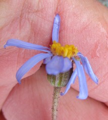 Felicia bellidioides