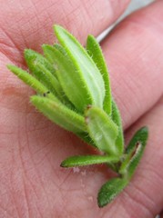 Felicia bellidioides