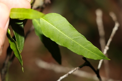 Leichhardtia coronata