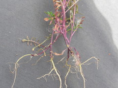 Cardamine parviflora