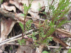 Cardamine parviflora