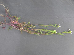 Cardamine parviflora