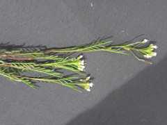 Cardamine parviflora