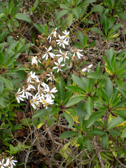 Brachyglottis kirkii