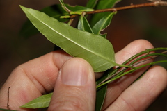 Leichhardtia coronata