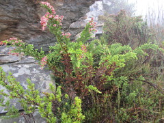 Passerina comosa