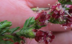 Passerina comosa
