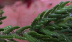 Passerina comosa