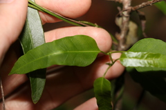Leichhardtia coronata