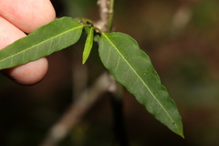 Leichhardtia coronata