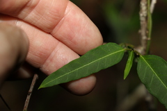 Leichhardtia coronata