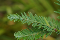 Sequoia