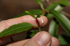 Leichhardtia coronata