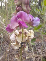 Vigna frutescens