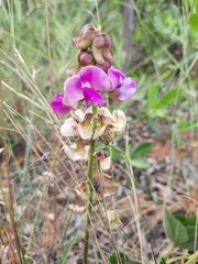 Vigna frutescens
