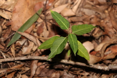 Leichhardtia coronata